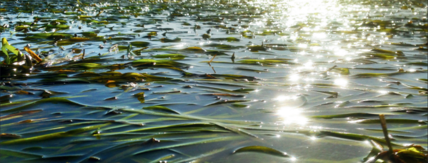 Oregon Eelgrass Action Now