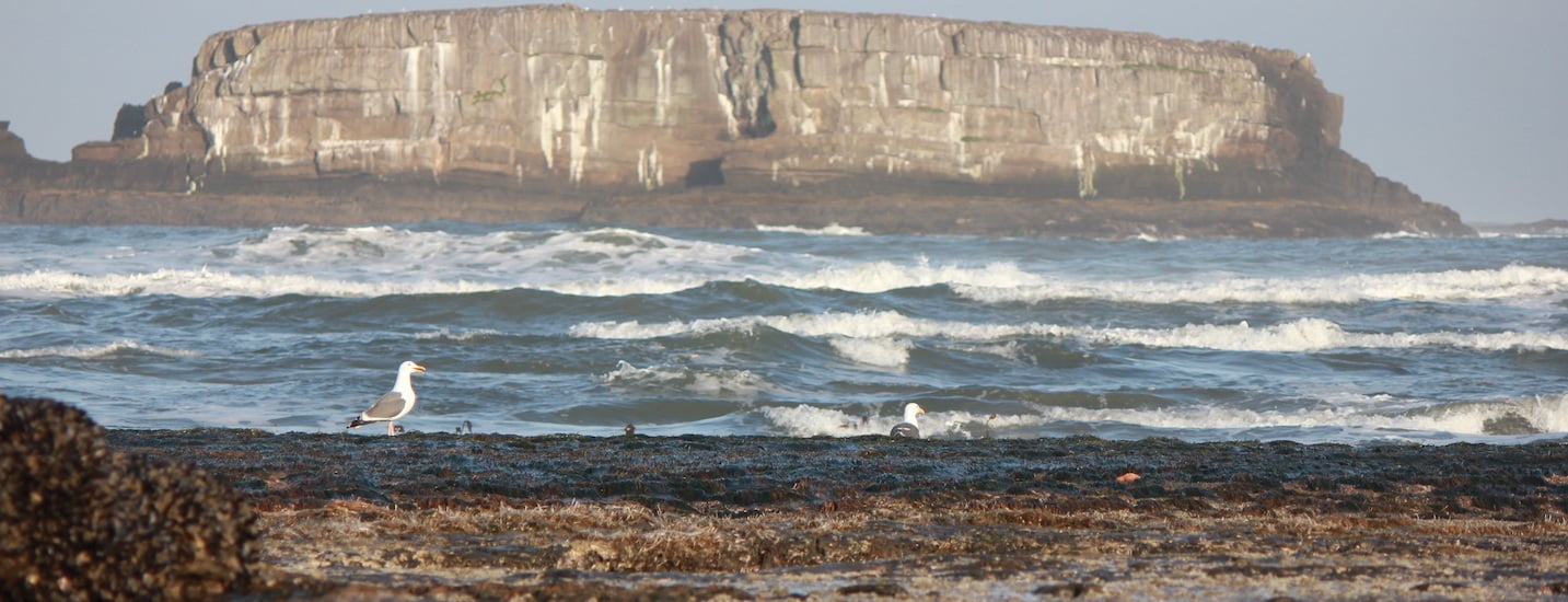 Protect & Steward Oregon Rocky Shores