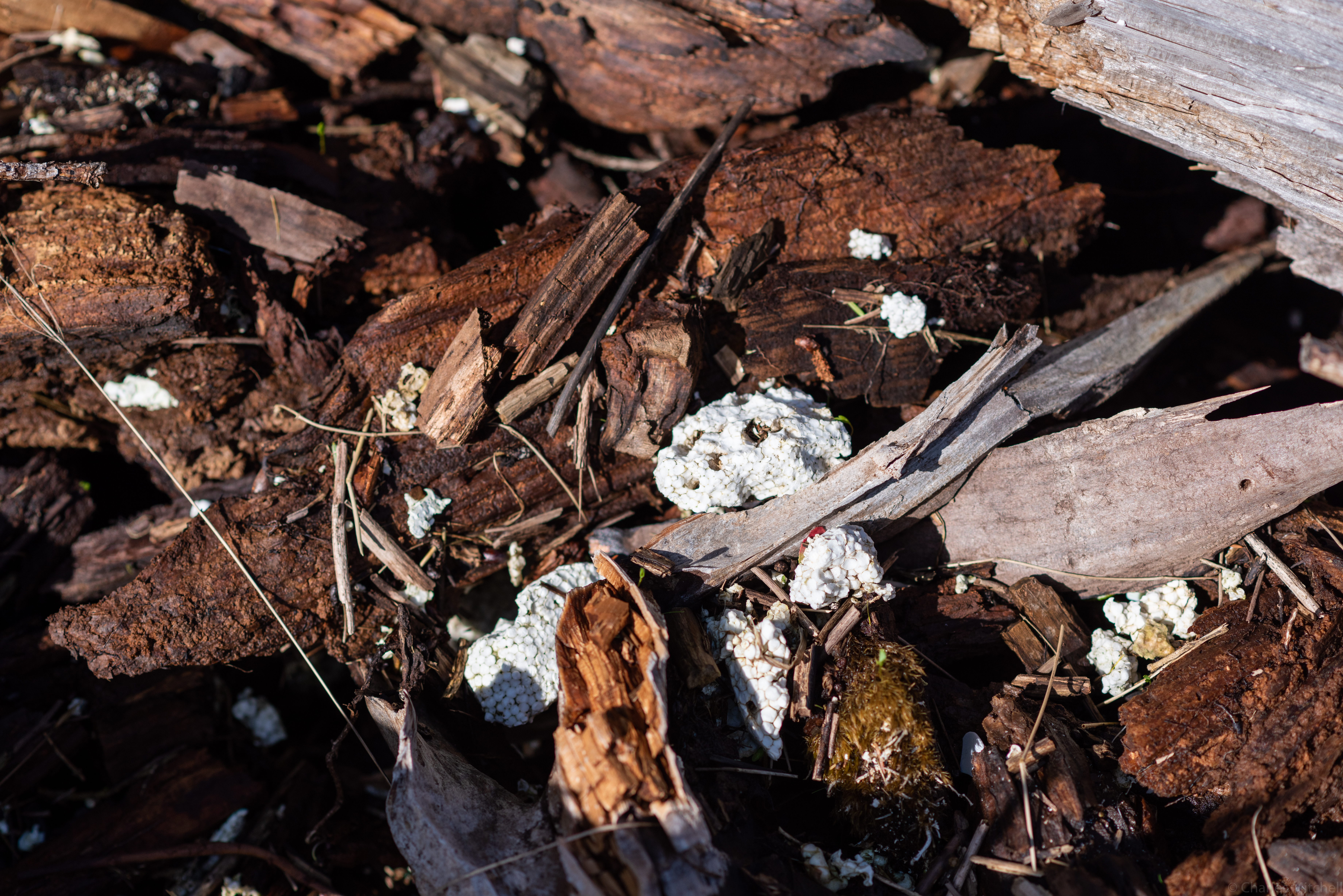 Ban Polystyrene and Single-use Plastic in CT!