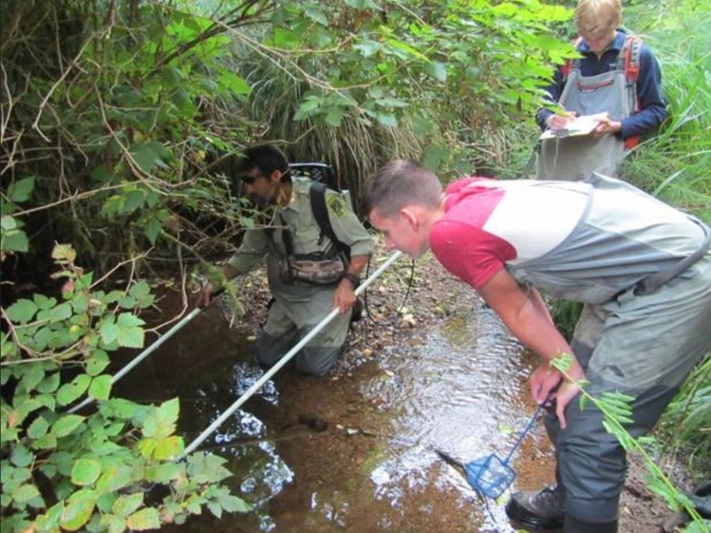 Luke Donaldson Lamprey Survey 2019