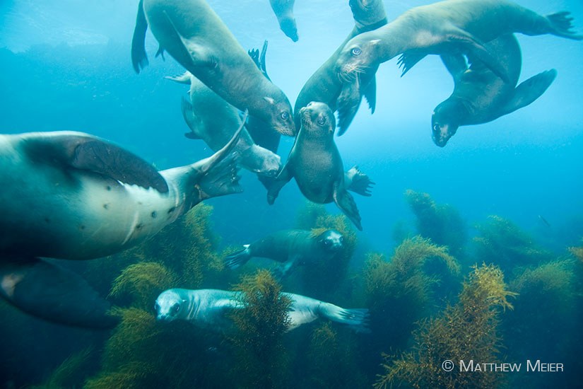 SB 1286 –&nbsp;Honor California Sea Lions