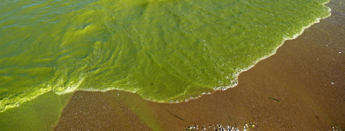 Prevent Toxic Pollution in Florida Waters