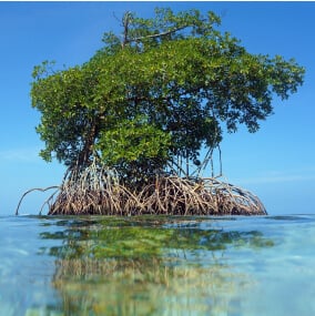Strengthen Mangrove Replanting and Restoration in Florida