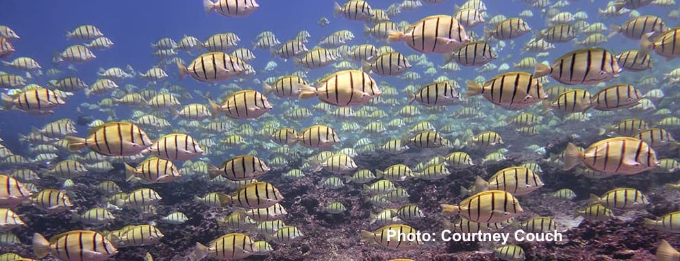 Designate a Pacific Remote Islands National Marine Sanctuary